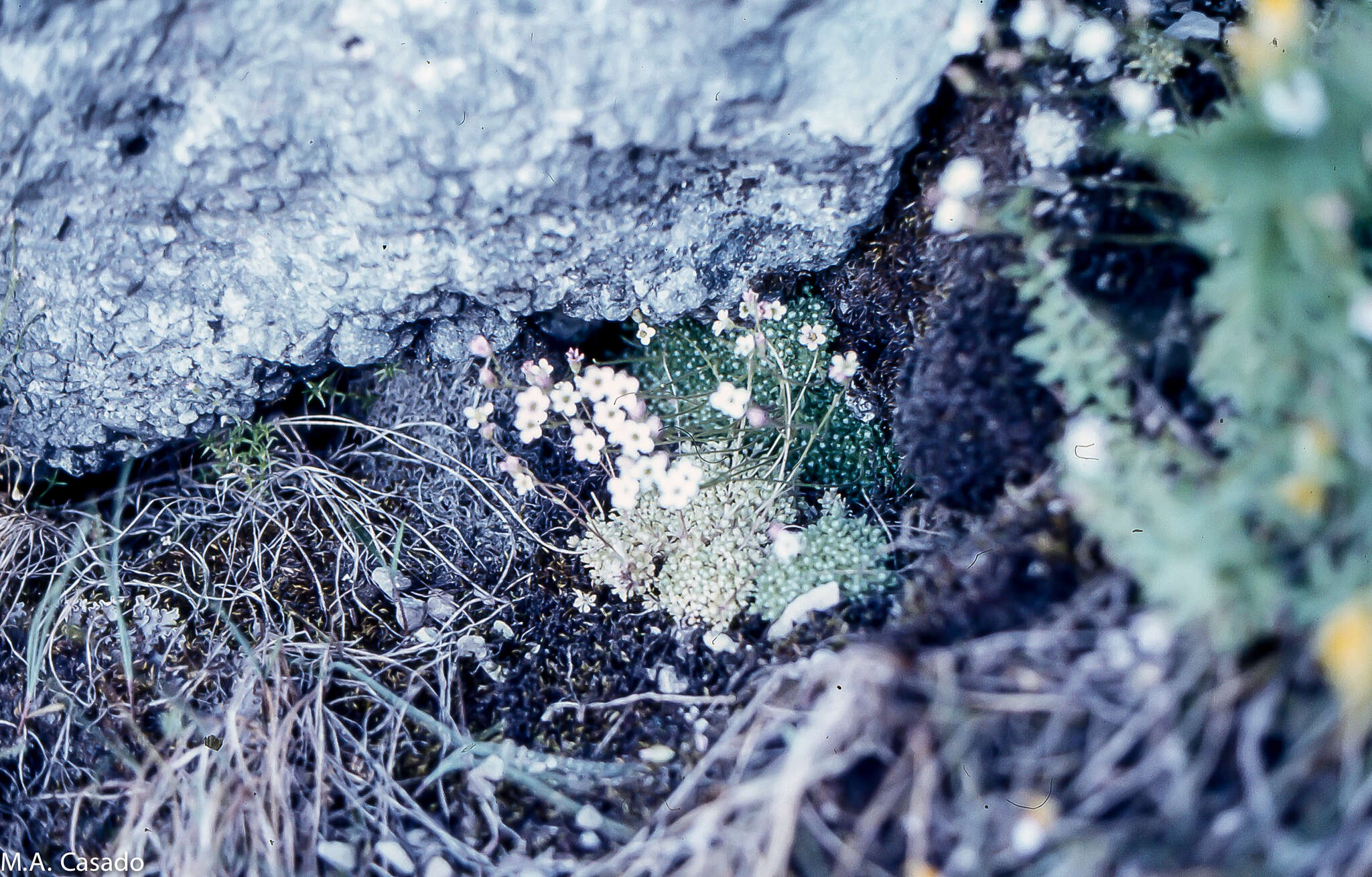 Sivun Saxifraga erioblasta Boiss. & Reuter kuva