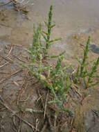 Image of glasswort