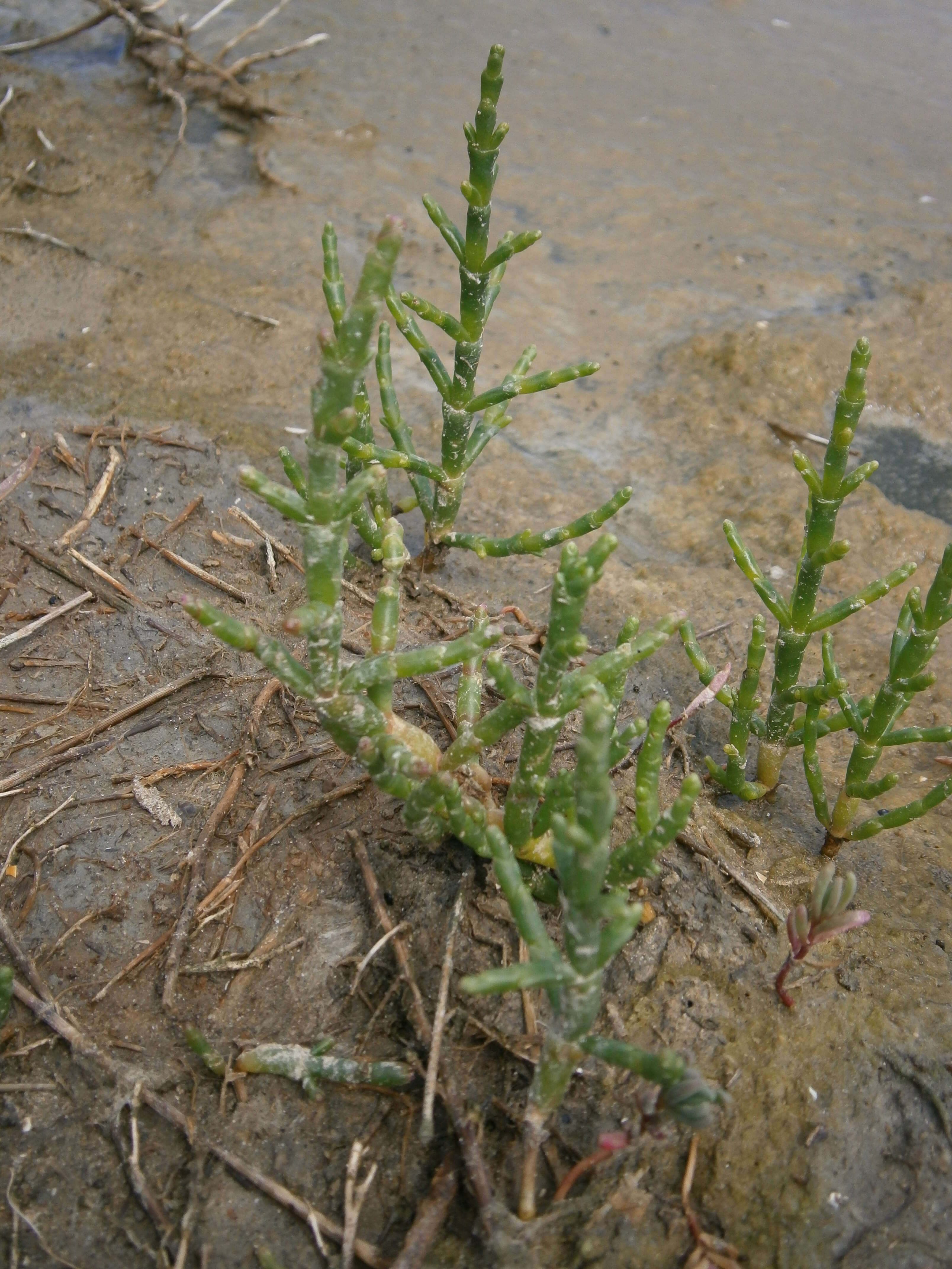 Image of glasswort