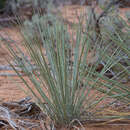 Imagem de Yucca angustissima var. kanabensis (McKelvey) Reveal