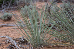 Image de Yucca angustissima var. kanabensis (McKelvey) Reveal