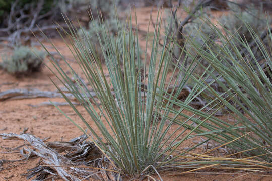 Слика од Yucca angustissima var. kanabensis (McKelvey) Reveal