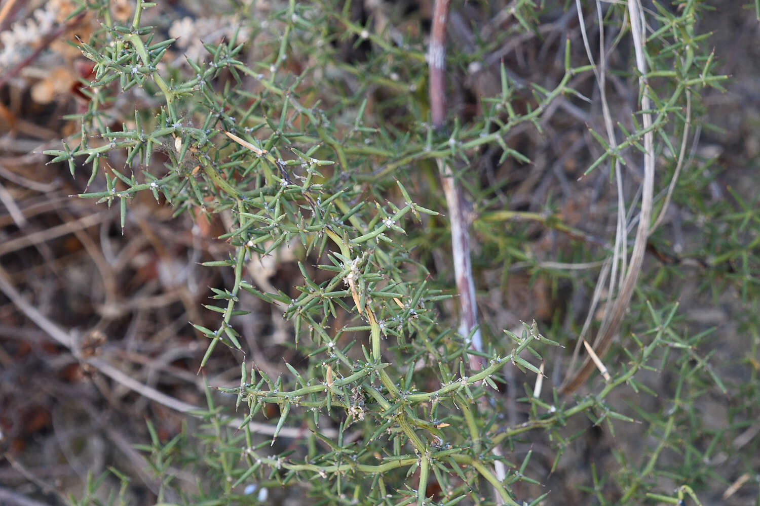 Image of Asparagus aphyllus subsp. orientalis (Baker) P. H. Davis