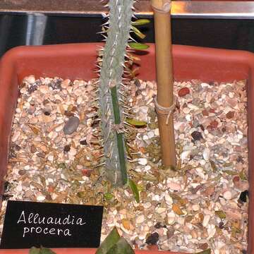 Image of Madagascan ocotillo