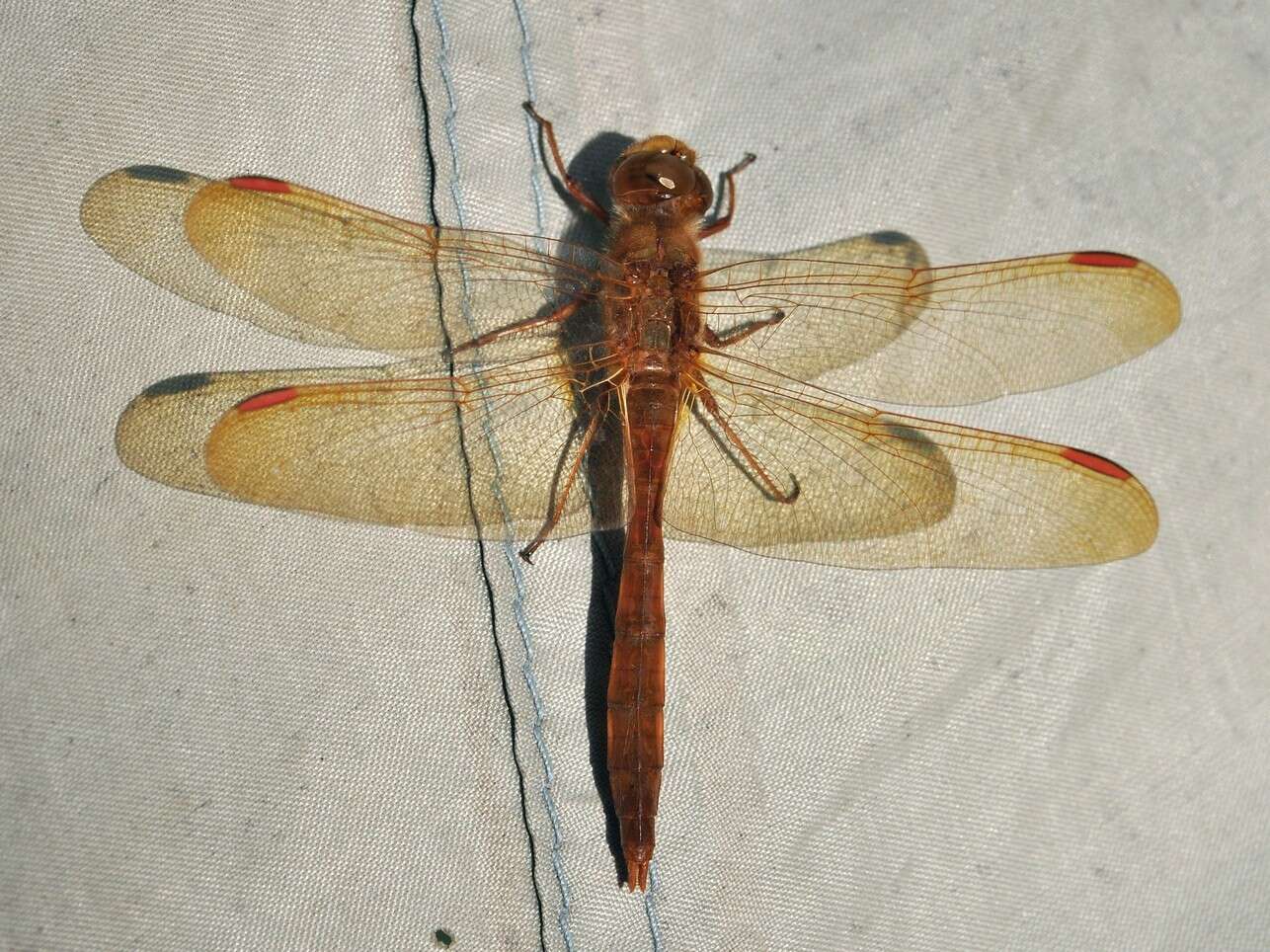 Image de Sympetrum uniforme (Selys 1883)