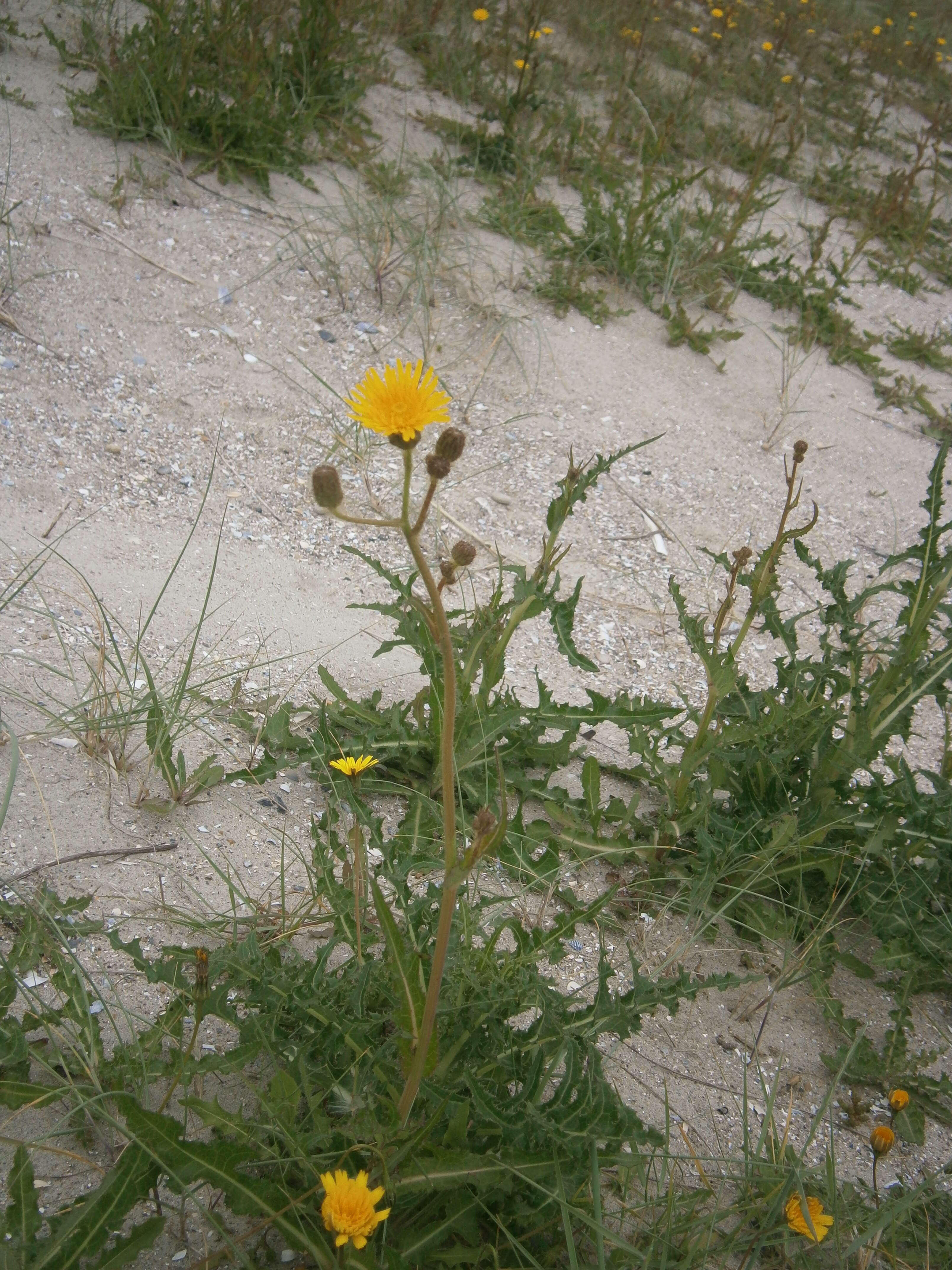 Plancia ëd Sonchus arvensis L.