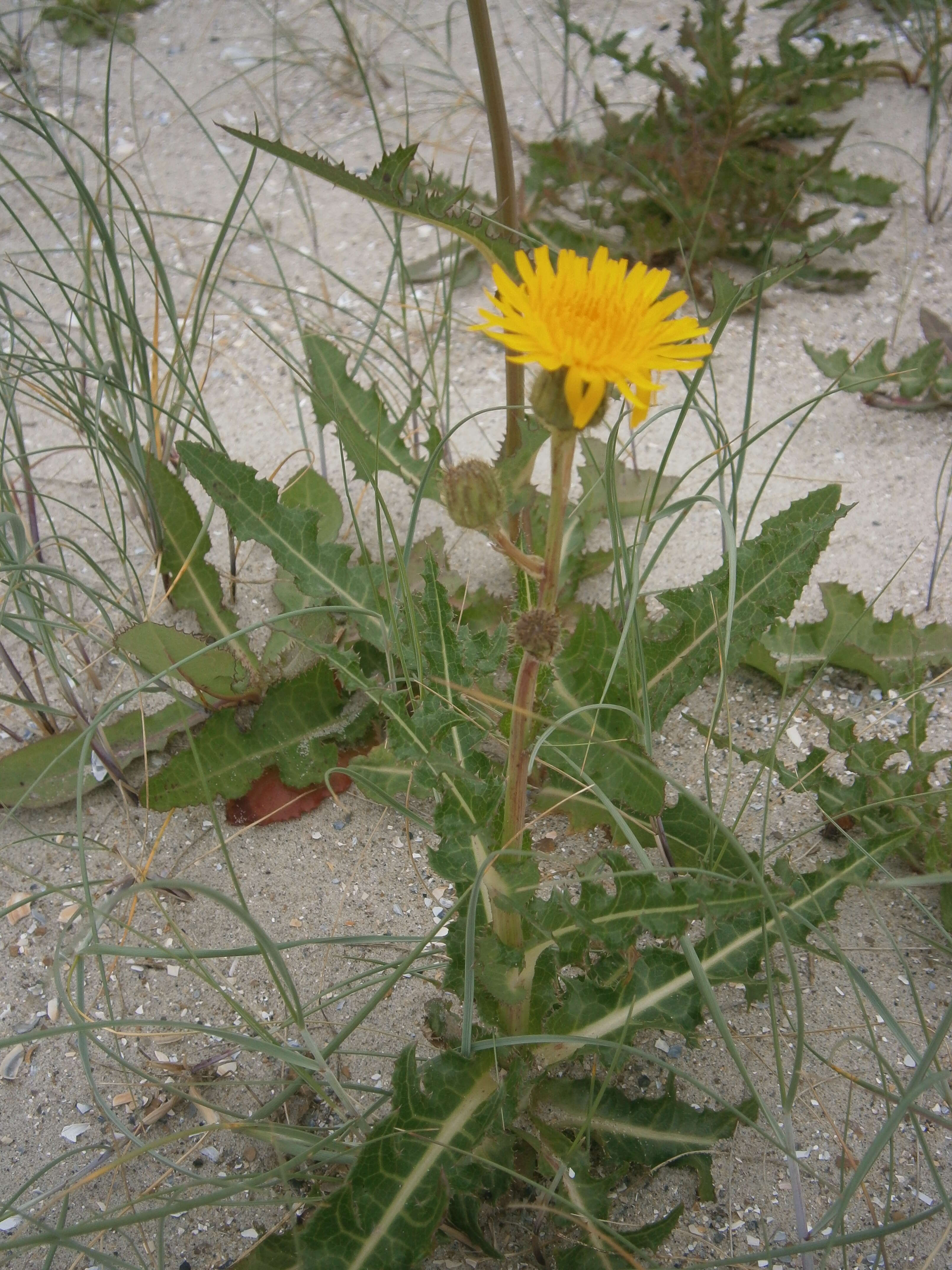 Plancia ëd Sonchus arvensis L.