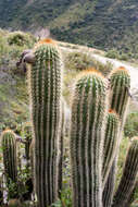 Echinopsis tunariensis (Cárdenas) H. Friedrich & G. D. Rowley resmi