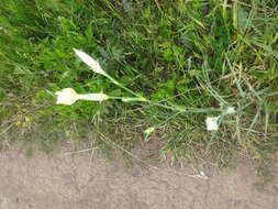 Image of Dianthus monadelphus subsp. pallens (Smith) Greuter & Burdet