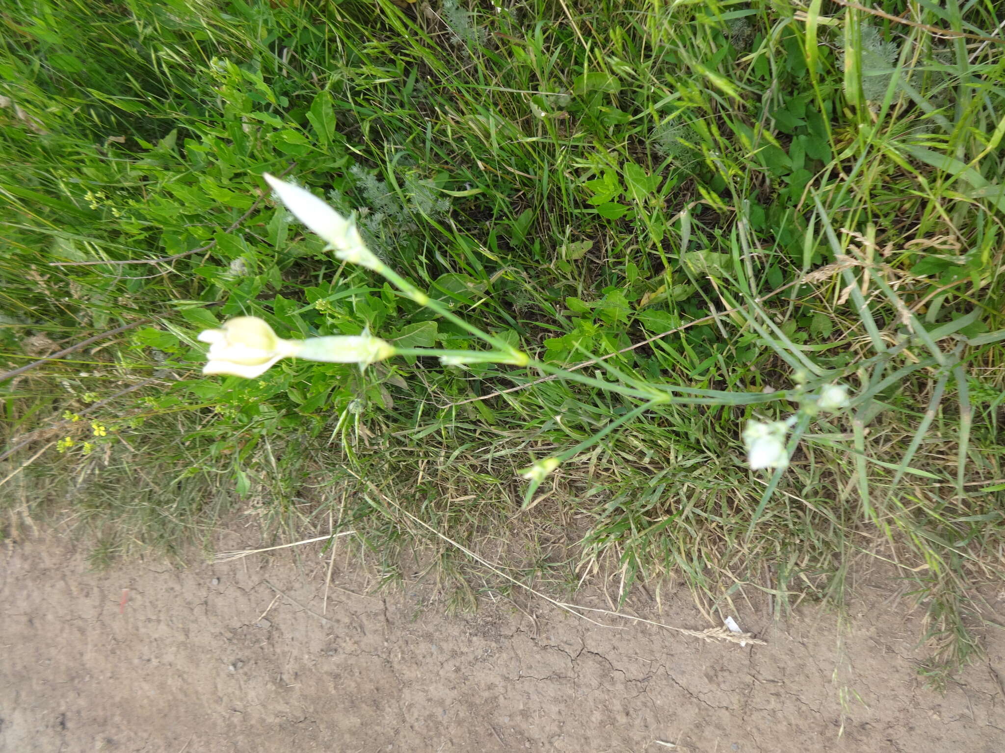 صورة Dianthus monadelphus subsp. pallens (Smith) Greuter & Burdet