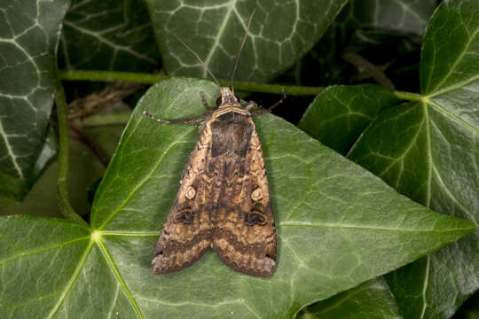 Image of Large Yellow Underwing