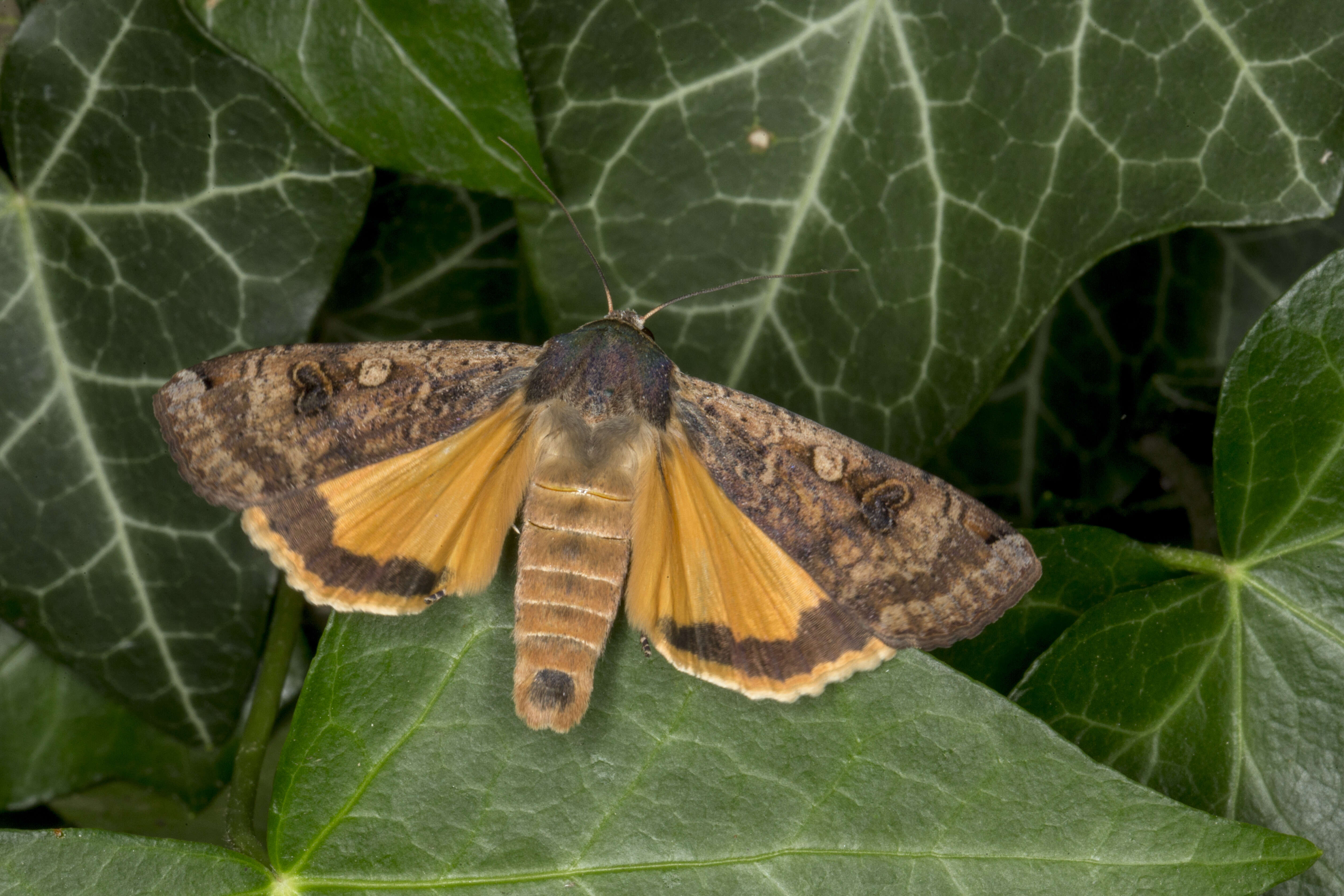 Image of Large Yellow Underwing