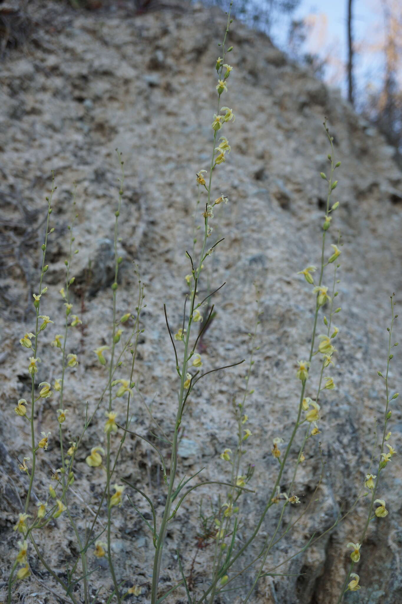 Image of Streptanthus glandulosus subsp. sonomensis (Kruckeberg) M. Mayer & D. W. Taylor