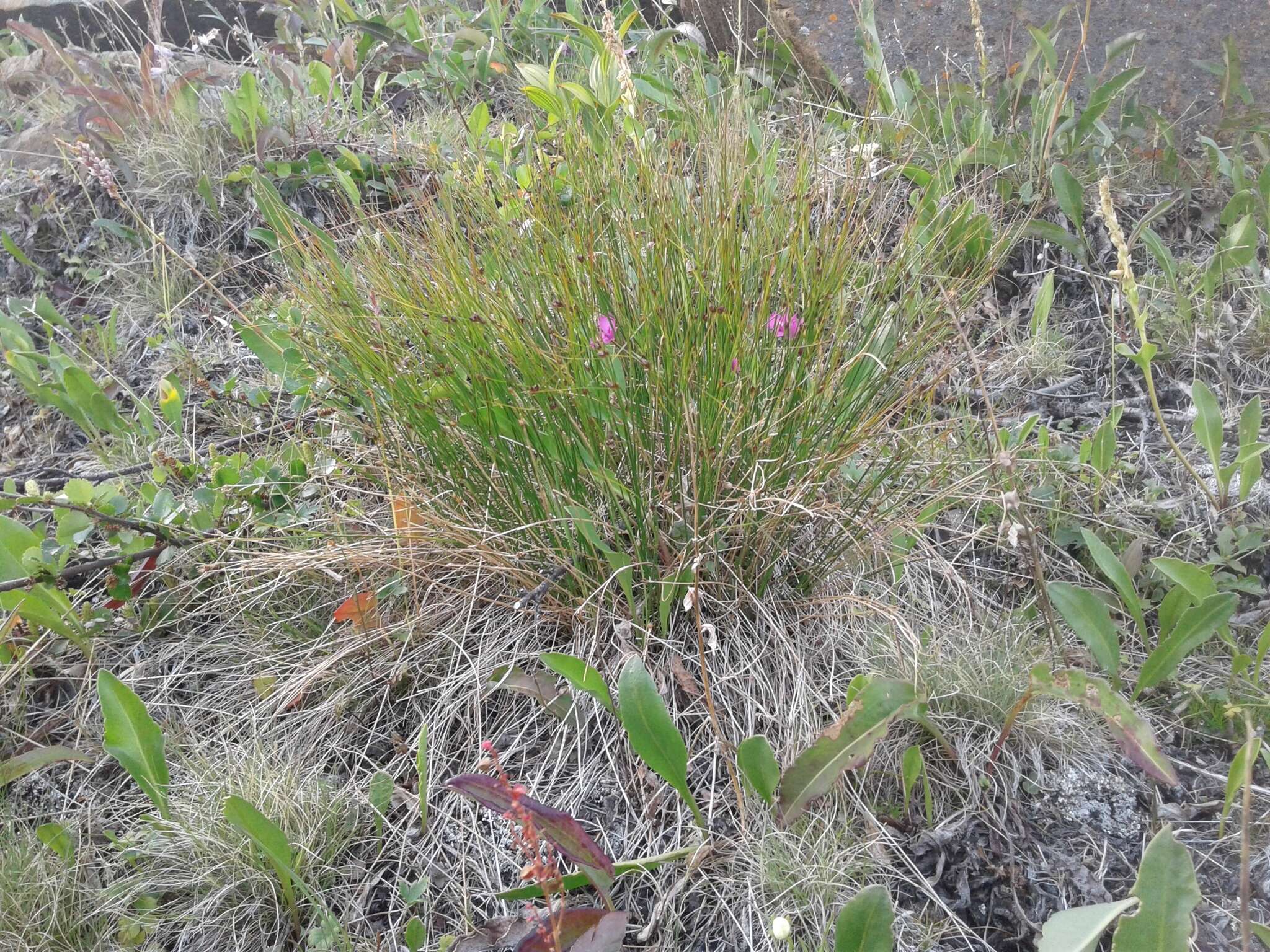 Image de Juncus trifidus L.