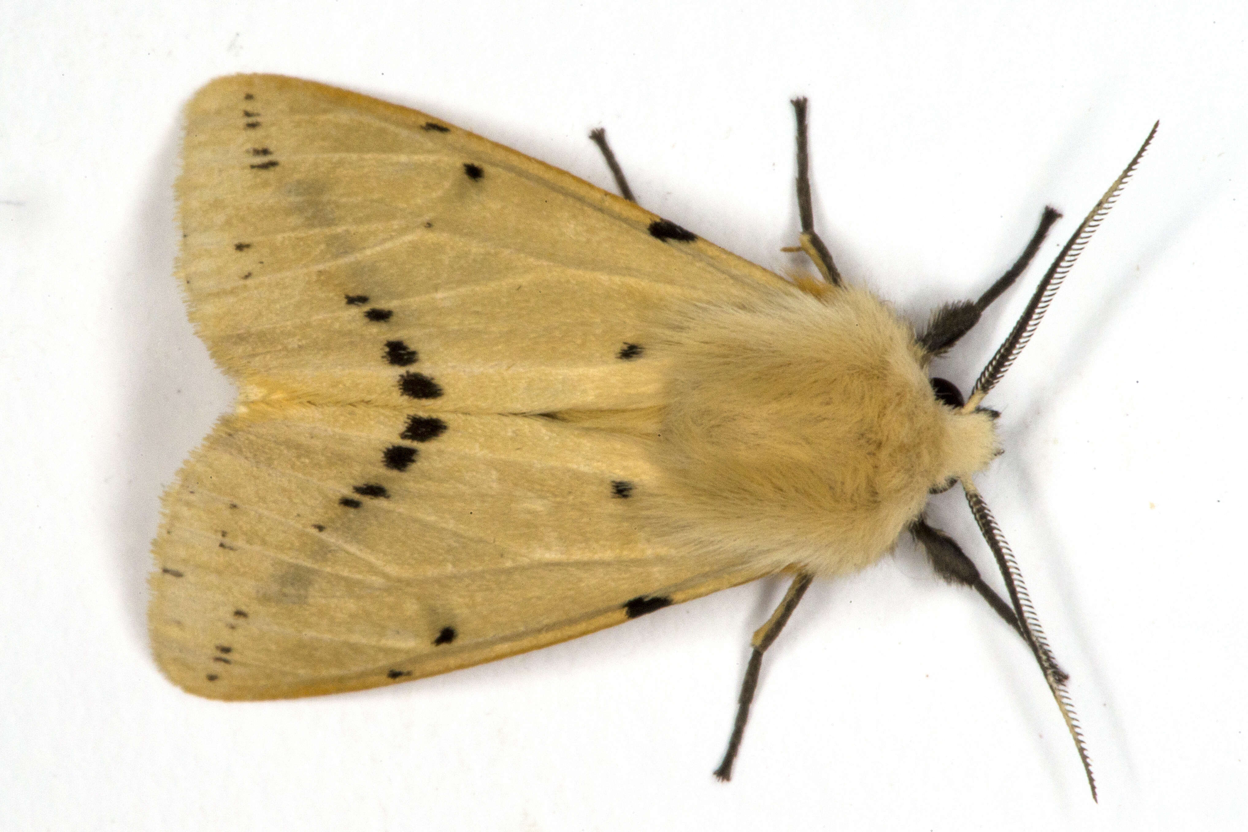 Spilosoma lutea Hüfnagel 1766 resmi