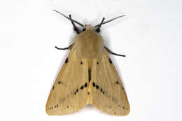 Image of Spilosoma lutea Hüfnagel 1766