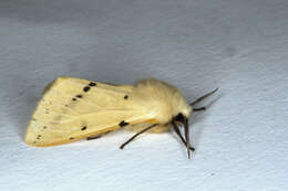 Image of Spilosoma lutea Hüfnagel 1766