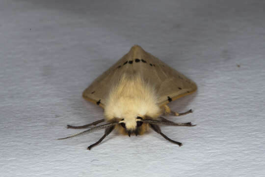 Image of Spilosoma lutea Hüfnagel 1766