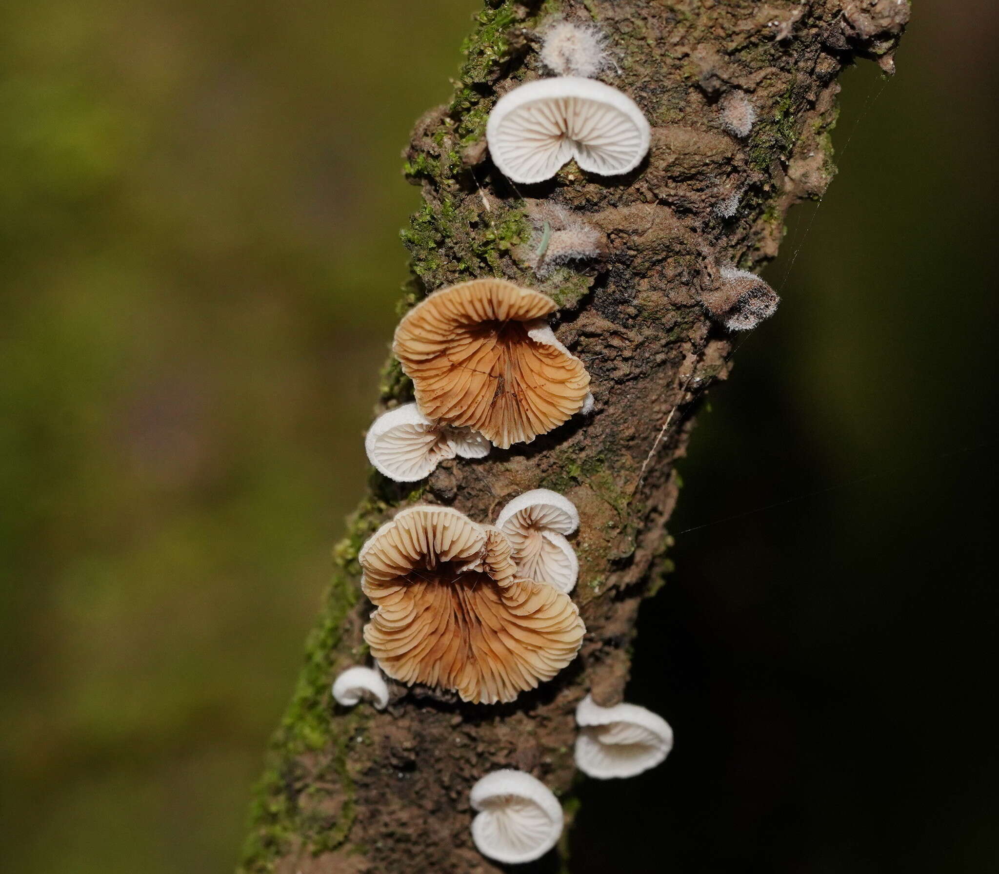 Image of Crepidotus variabilis (Pers.) P. Kumm. 1871