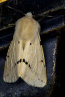 Image of Spilosoma lutea Hüfnagel 1766