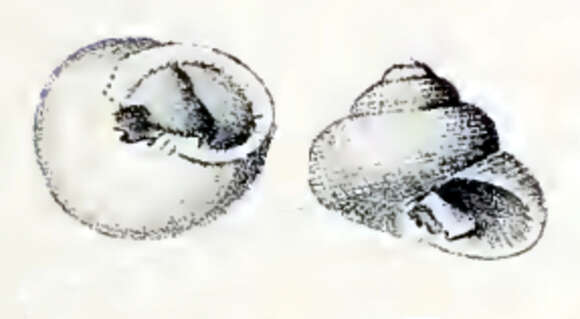 Image of Trochus ochroleucus Gmelin 1791