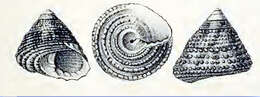 Image of Trochus radiatus Gmelin 1791