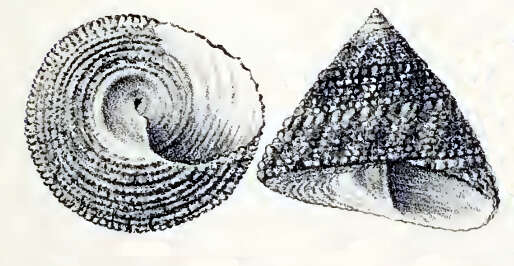 Image of Trochus radiatus Gmelin 1791