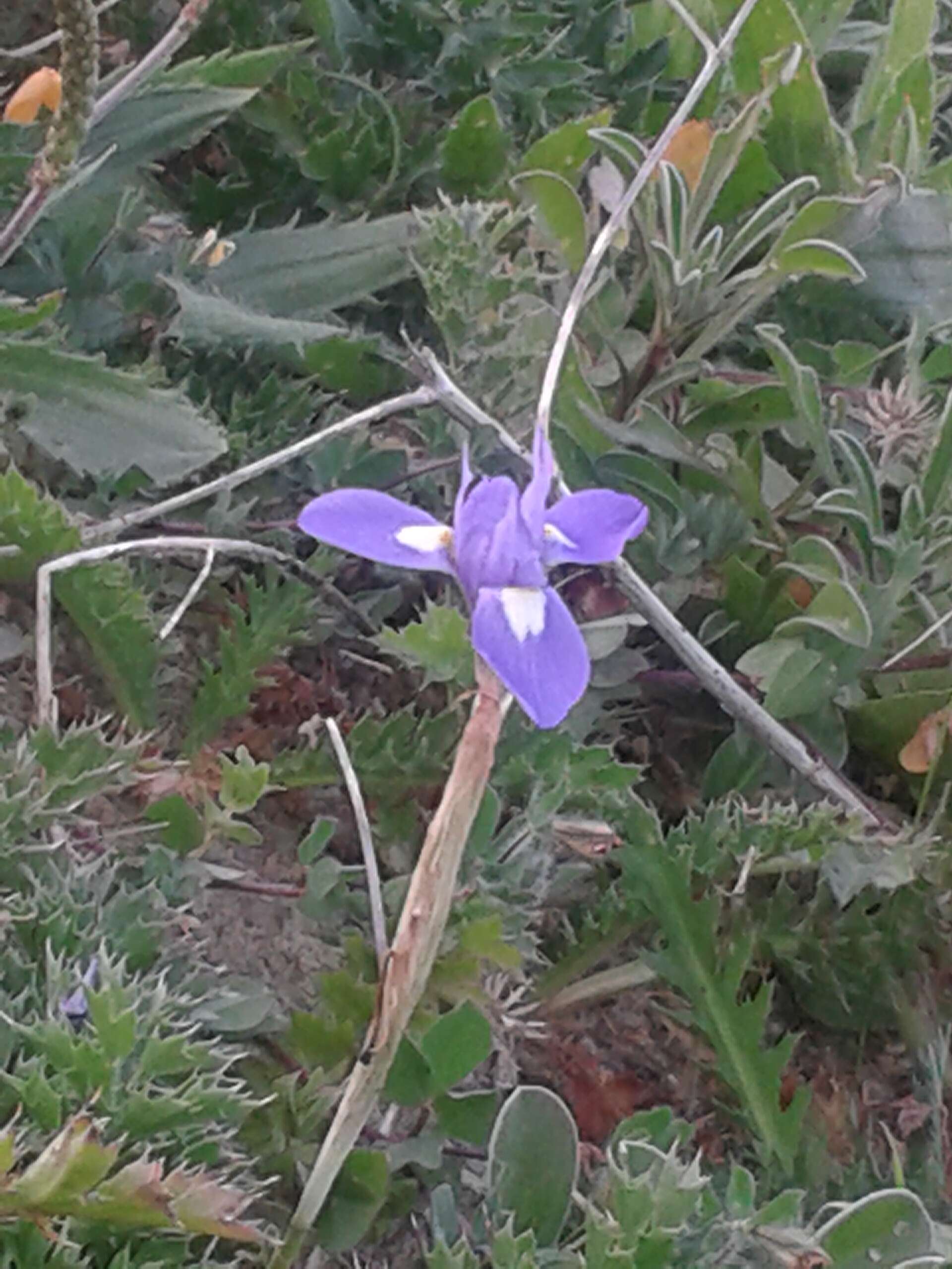 Image of Barbary Nut Iris