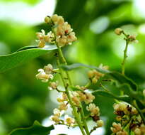 Image of African Mahogany