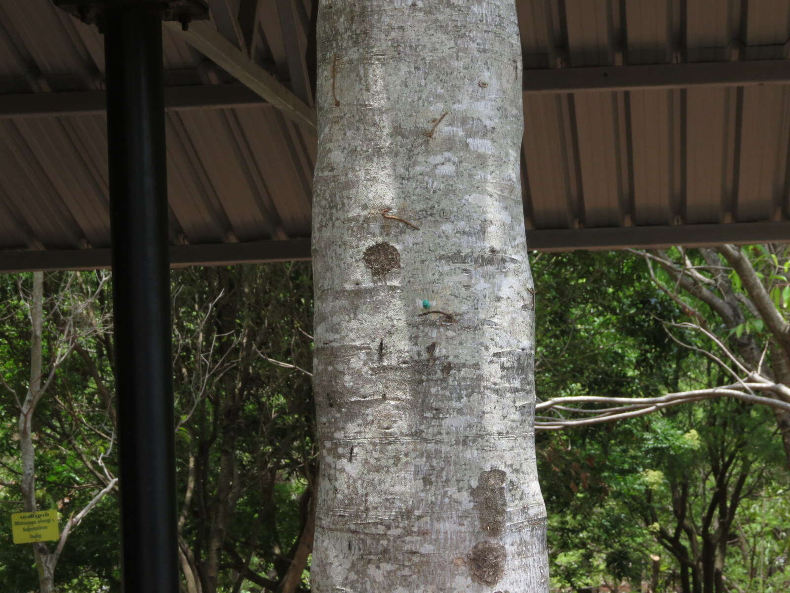 Image of African Mahogany