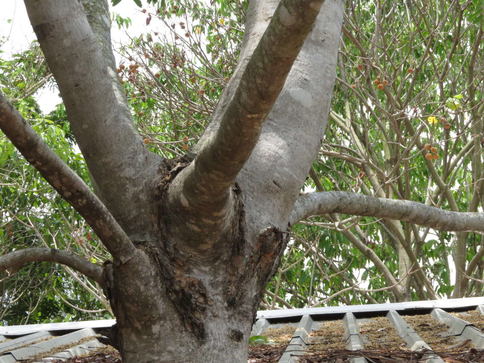 Image of African Mahogany