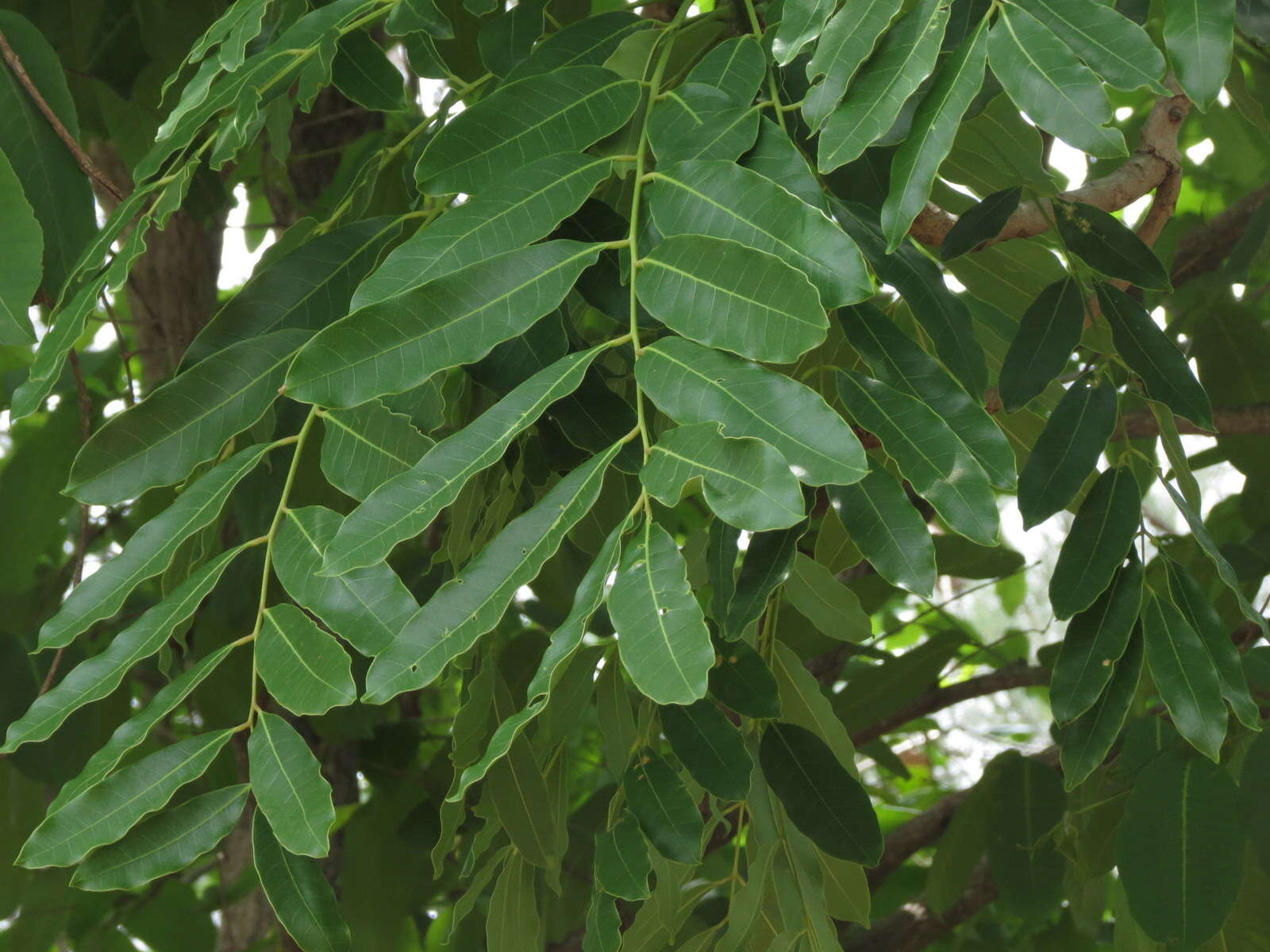 Image of African Mahogany