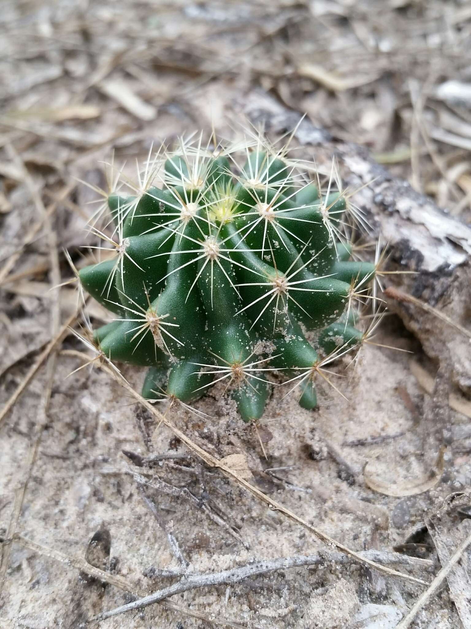 Image of <i>Hamatocactus setispinus</i>