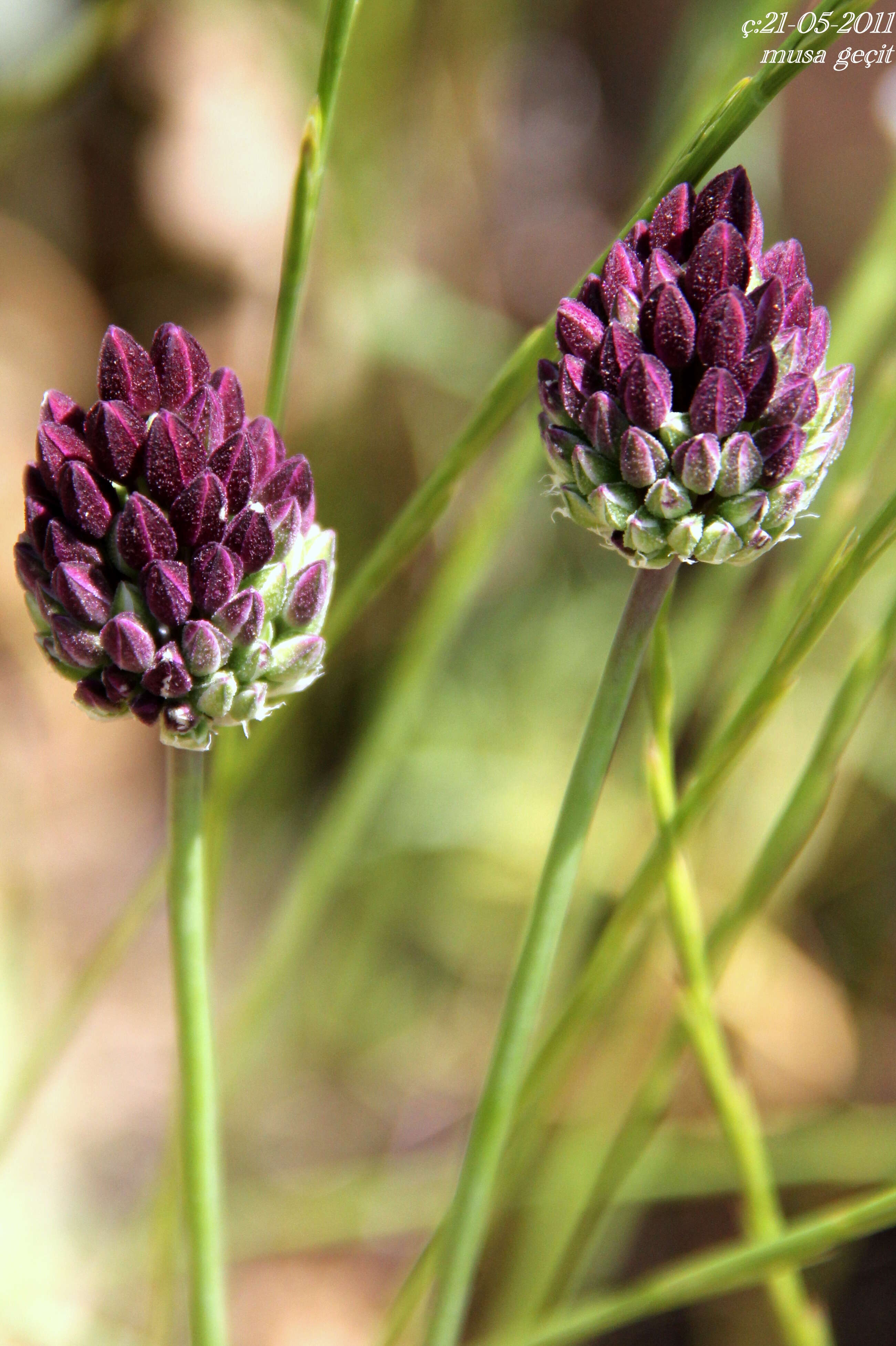 Allium scorodoprasum L.的圖片