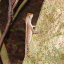 Image of Two-lined Fathead Anole