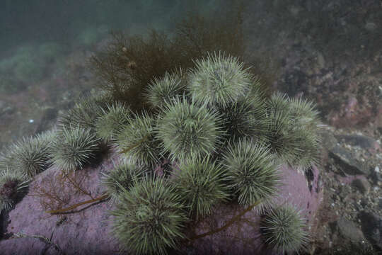 Image of green sea urchin