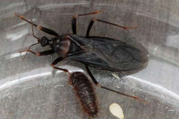 Image of Masked Hunter
