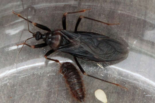 Image of Masked Hunter