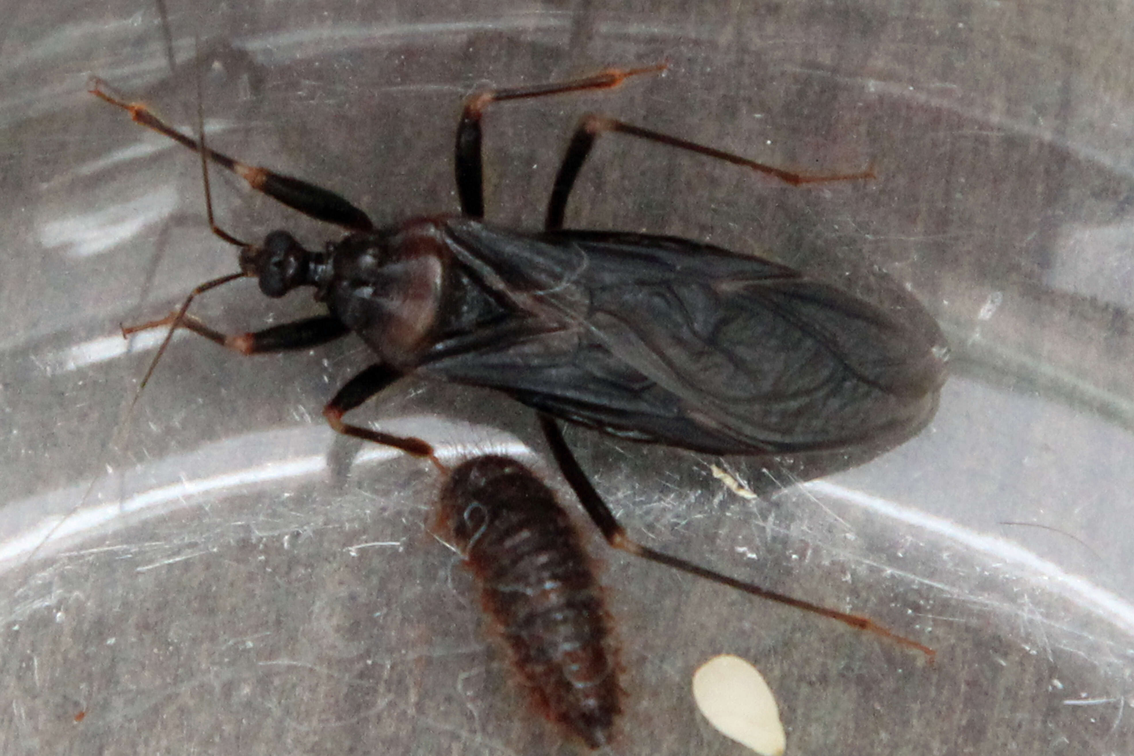 Image of Masked Hunter
