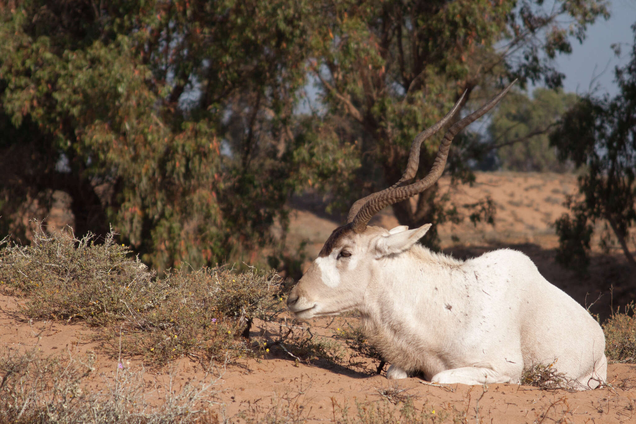 Image of Addax