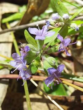 Image of Mentha diemenica Spreng.