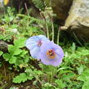 Imagem de Meconopsis aculeata Royle