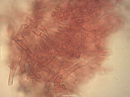 صورة Tomentella asperula (P. Karst.) Höhn. & Litsch. 1906