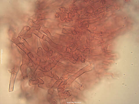 Image of Tomentella asperula (P. Karst.) Höhn. & Litsch. 1906