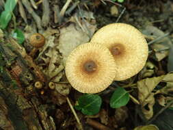 Collybia zonata (Peck) Sacc. 1887 resmi