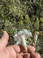 Слика од Ipomoea pruinosa G. D. Mc Pherson