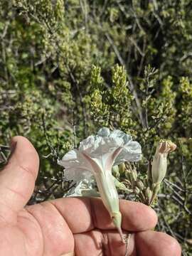 Image of Ipomoea pruinosa G. D. Mc Pherson