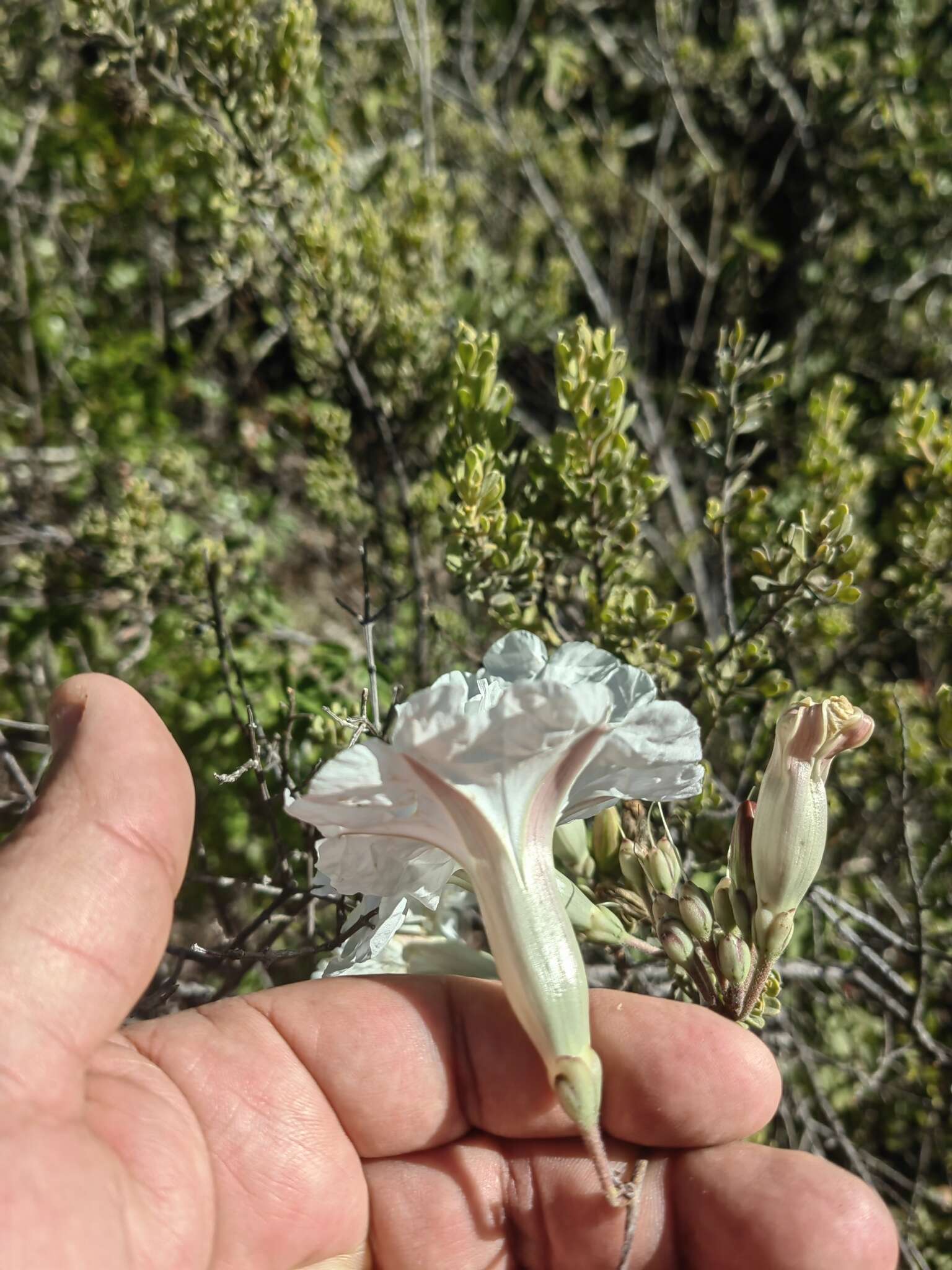 Слика од Ipomoea pruinosa G. D. Mc Pherson