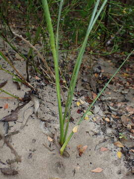 Plancia ëd Gladiolus gueinzii Kunze