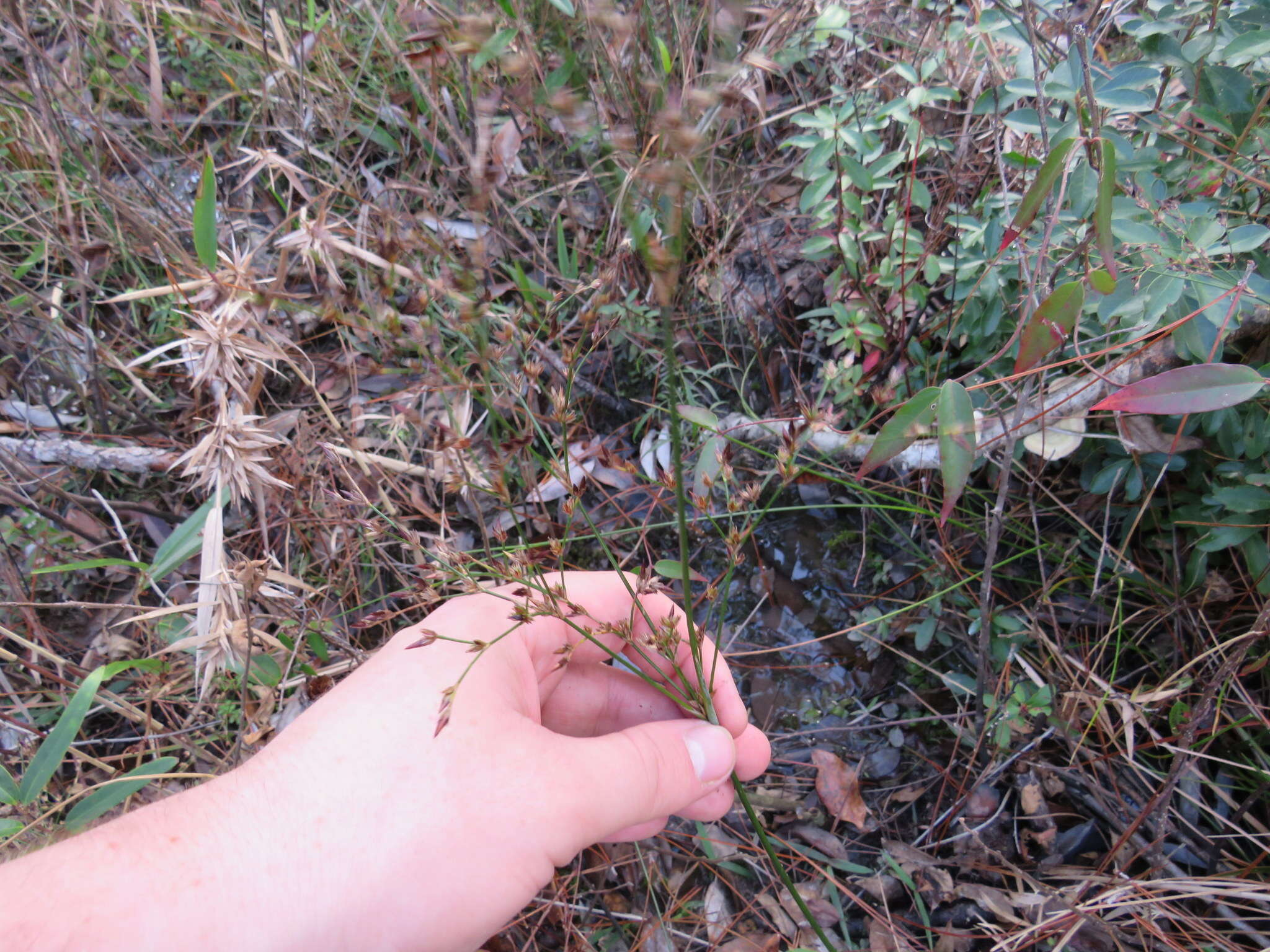 Imagem de Juncus trigonocarpus Steud.